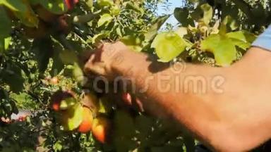 一个工人正在采摘成熟的苹果